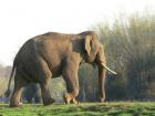 Tusker or male Asian Elephant.