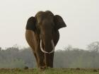 Tusker or male Asian Elephant.
