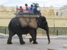 Captive elephant used for tourist rides.