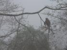 Common Langur on a misty morning.