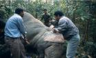 Fitting a radio collar on an elephant in North Bengal.